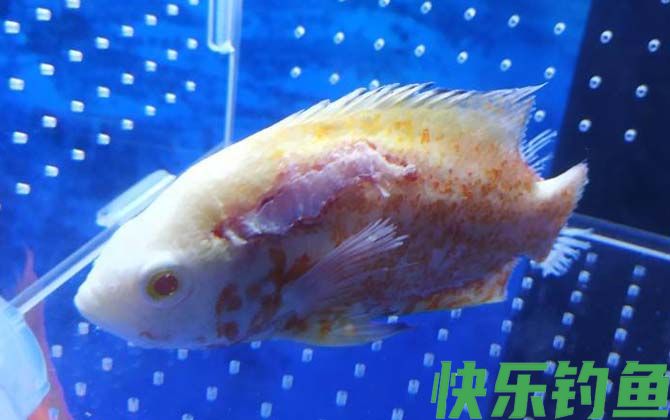 水霉病的症状及防治方法