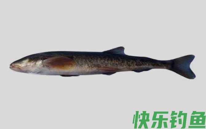 酒泉高原鳅是什么鱼