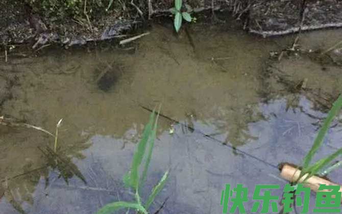 钓黄鳝