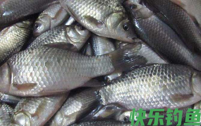 鲫鱼