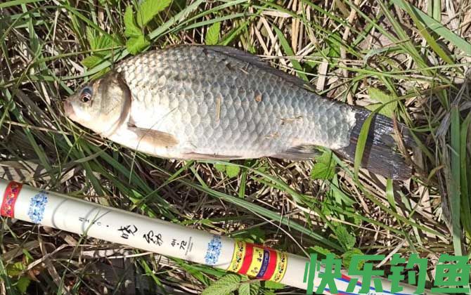 钓鲫鱼
