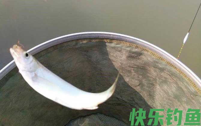钓白条鱼