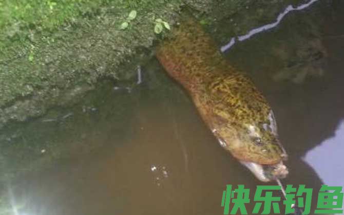 钓黄鳝