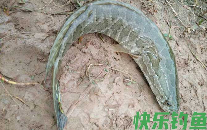 钓黑鱼