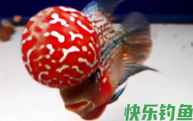罗汉鱼