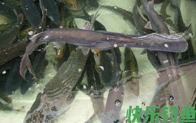 匙吻鲟