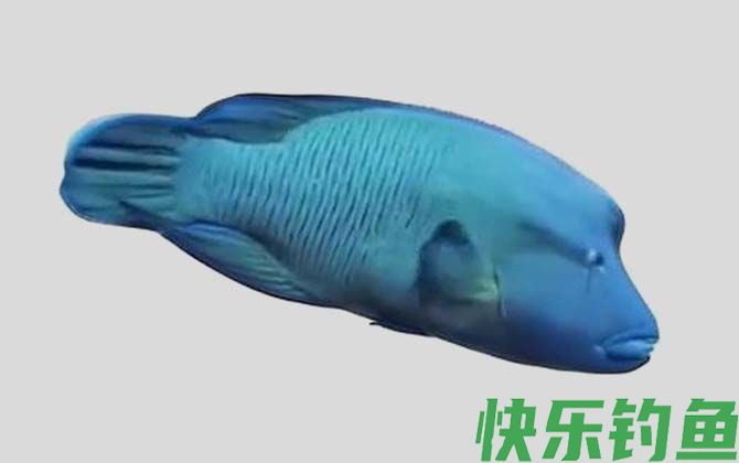 波纹唇鱼