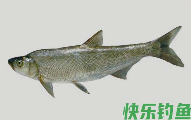 多鳞白鱼