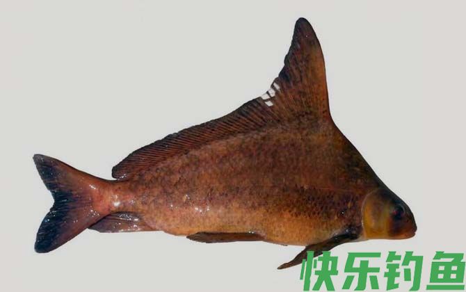 胭脂鱼