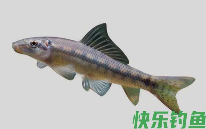 双孔鱼