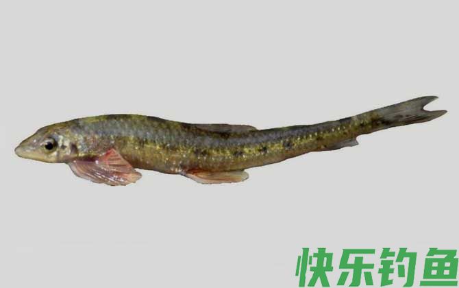 平鳍裸吻鱼