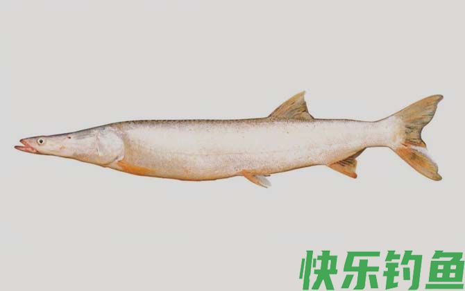鯮鱼