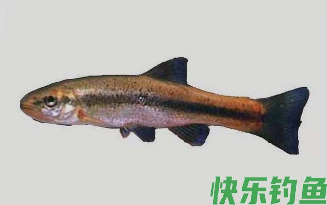 稀有鮈鲫
