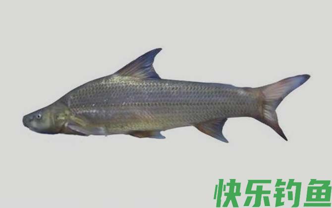 圆口铜鱼