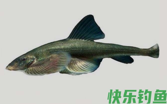 平鳍鳅鮀