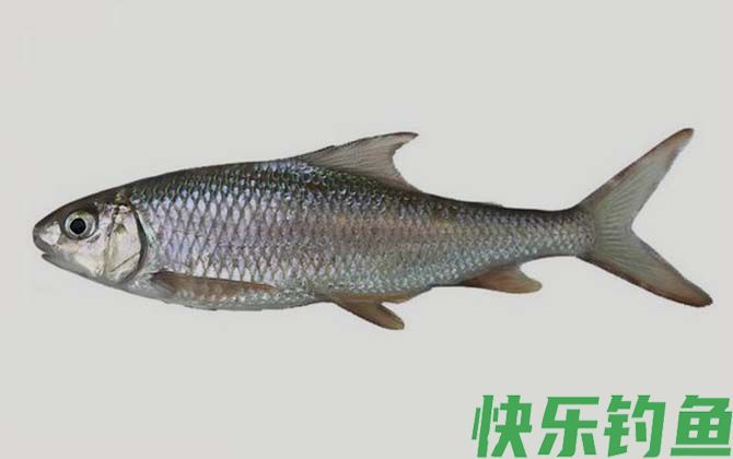 多鳞白甲鱼