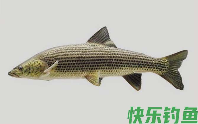 金沙鲈鲤