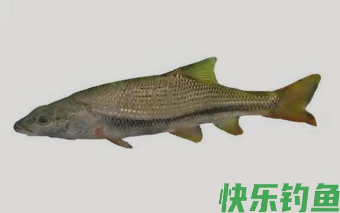 后背鲈鲤