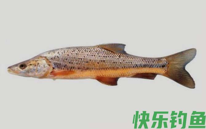 花鲈鲤