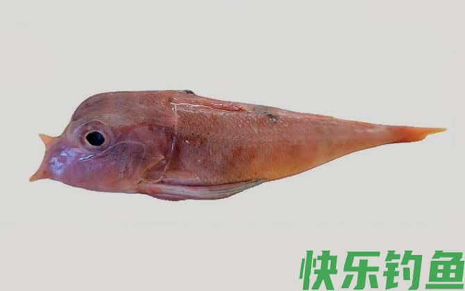 角鱼