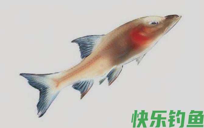 裸腹盲鲃