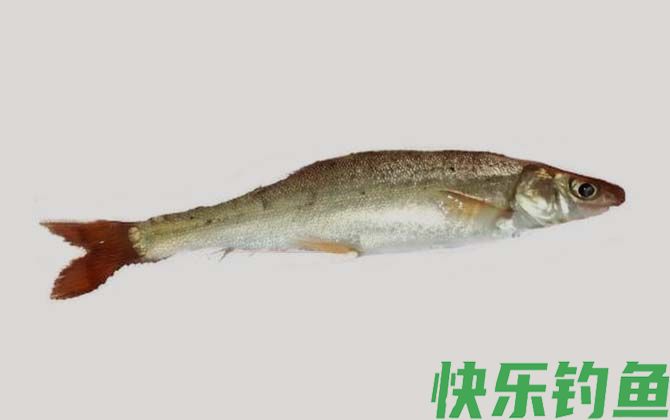 细鳞裂腹鱼