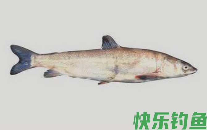 极边扁咽齿鱼