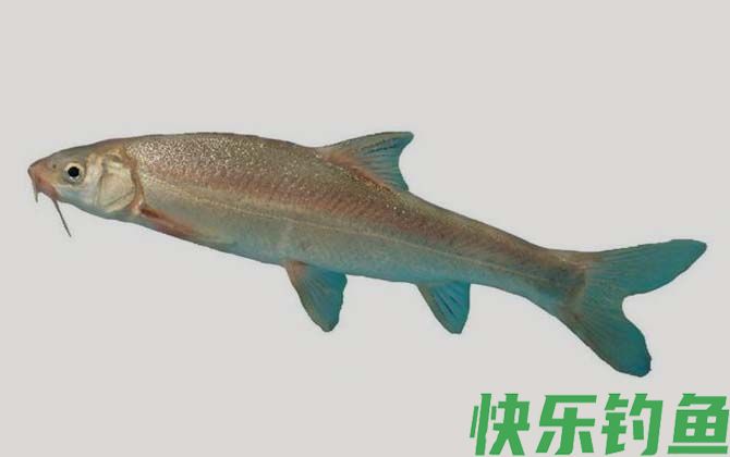 拉萨裂腹鱼