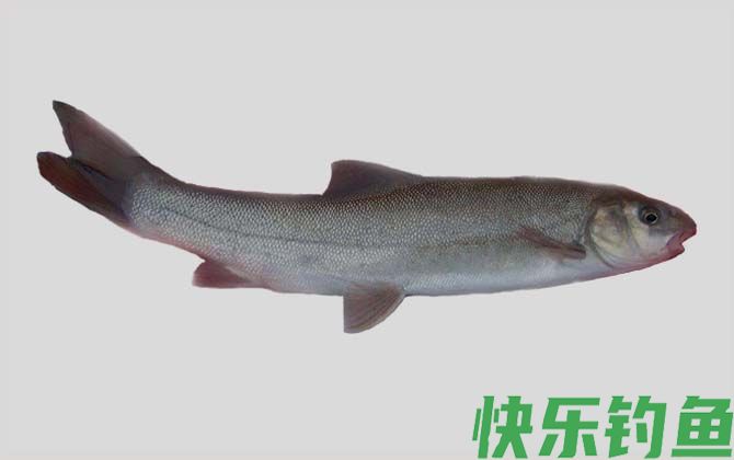 重口裂腹鱼