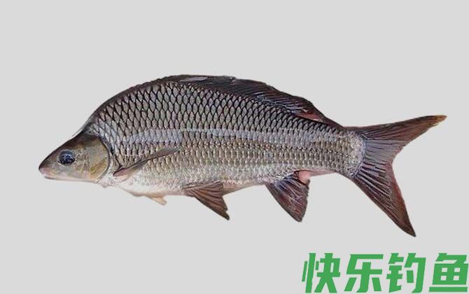 岩原鲤