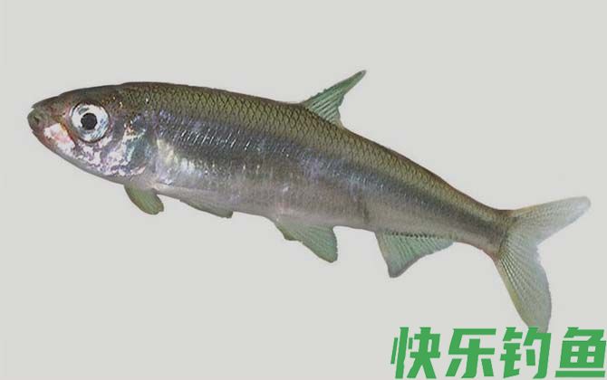 巨须裂腹鱼