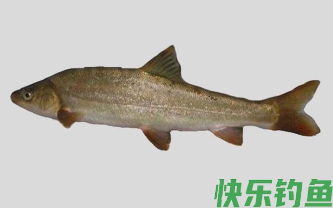 大理裂腹鱼
