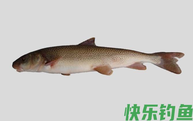 厚唇裸重唇鱼