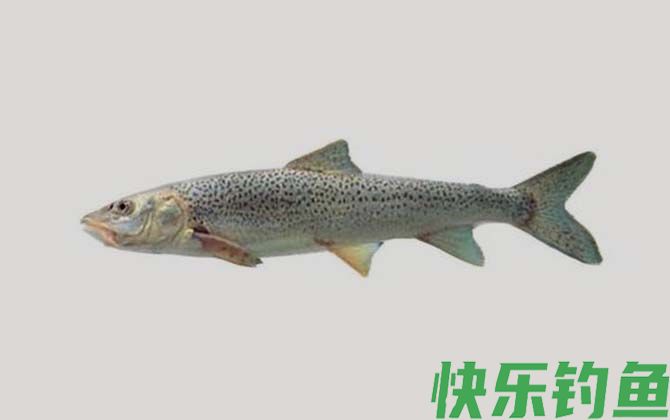 斑重唇鱼