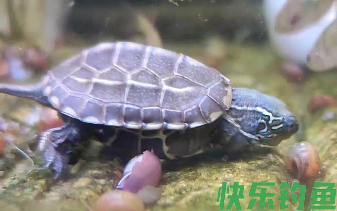 乌龟