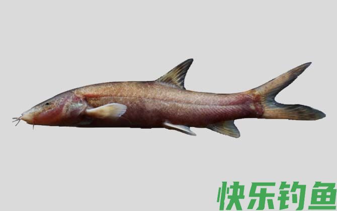 红唇薄鳅