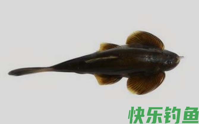 长丝黑鮡