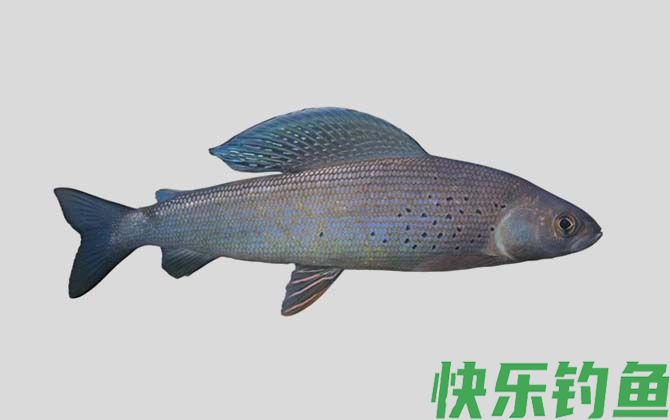 黑龙江茴鱼