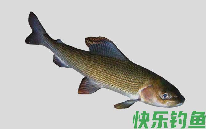 鸭绿江茴鱼