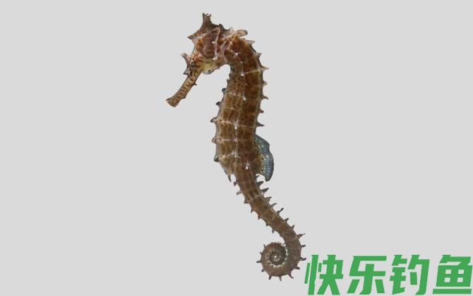 海马