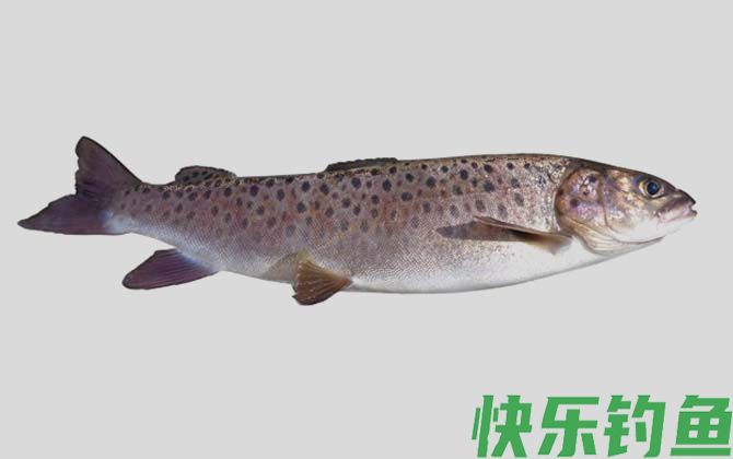 细鳞鲑