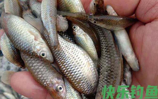 麦穗鱼