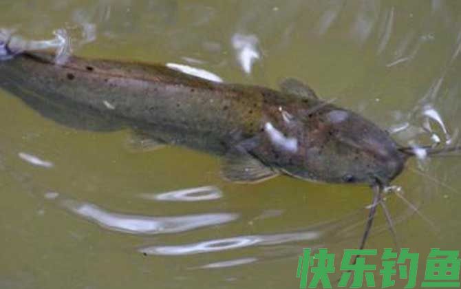 八须鲶鱼