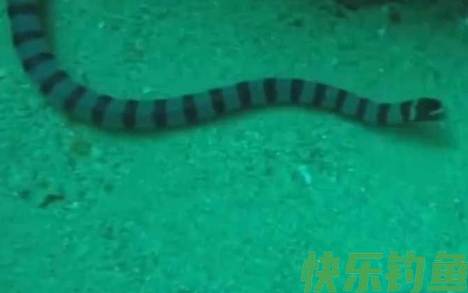 裂颊海蛇