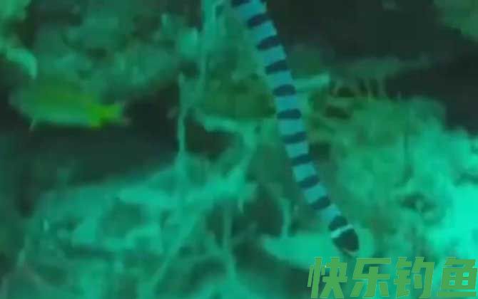 裂颊海蛇