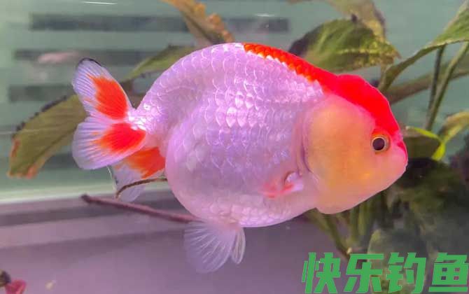 金鱼