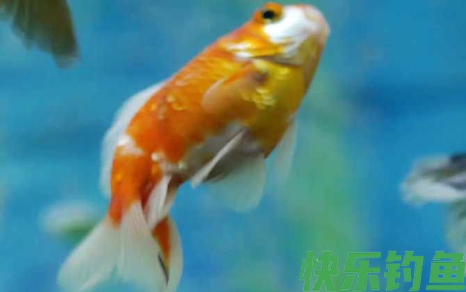 金鱼