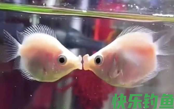 接吻鱼