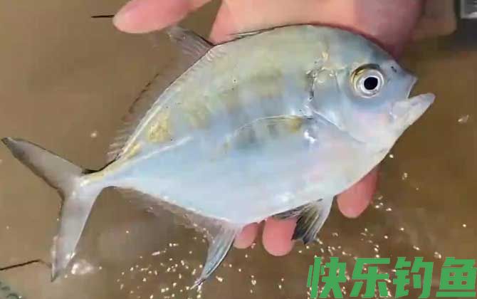 银鲳鱼