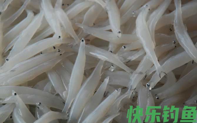 白肌银鱼